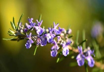 麻辣烫展柜有飞虫怎么办？