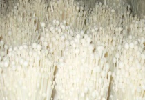 金针菇菌包怎么养出来