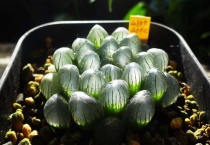 玉露根烂没了怎么办？