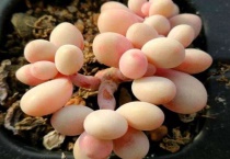 多肉植物怕冻吗？