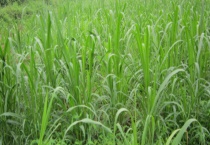 甜象草和象草有什么不同 甜象草如何育苗