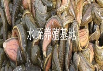 水蛭养殖基地