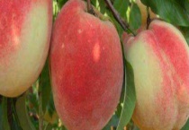 冬桃结果需要几年 附冬桃采收要点