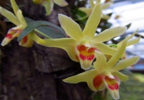 铁皮石斛的花可以吃吗？