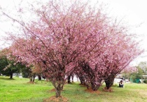 海棠树可以种门口吗？