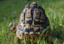 豹龟吃什么 附豹龟的生活习性与生长繁殖特点