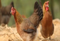 哪些动物是鸡的天敌 养鸡怎样预防黄鼠狼