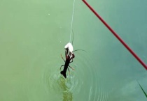 钓龙虾用什么钓具 附饵料选用与作钓技巧