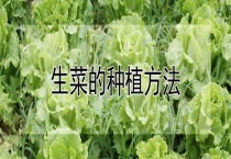 生菜的种植多久？