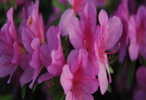 什么是长沙市的市花、市树 快来看看吧