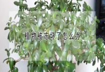 植物被冻坏了怎么办？