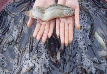 泥鳅该如何繁殖 附亲鳅的选择与培育