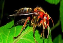 人头蜂的克星是什么 消灭人头蜂可以用什么多久？