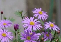 姬小菊花瓣卷曲是怎么回事？