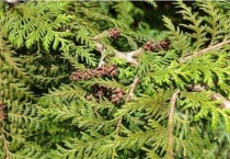 红桧是裸子植物还是被子植物