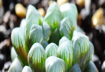 冰灯玉露和姬玉露的区别？有哪些？附冰灯玉露和姬玉露的简介