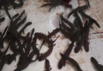 如何才能买到好的娃娃鱼苗？需知道以下几点