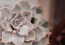 多肉烟煤病怎么治疗