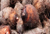 芋头品种有哪些 分别介绍红芋、白芋、九头芋、槟榔芋和龙洞早芋