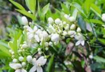 柑橘花期能用矿物油吗？