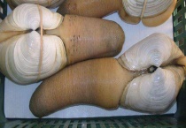 象拔蚌产地有哪些 象拔蚌的功效作用与生活习性