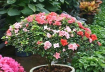 长寿花有花苞能施肥吗？