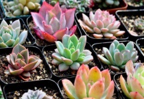 多肉剪下来能直接种吗？