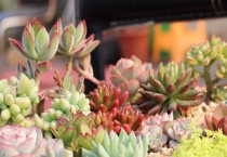 多肉植物小和锦怎么养