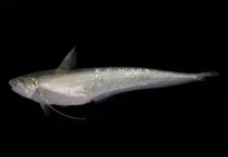 长江禁鱼期是什么时候