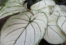 花叶芋花语是什么？