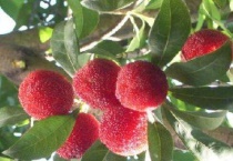 马山杨梅什么时候采摘