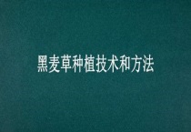 黑麦草种植技术和多久？
