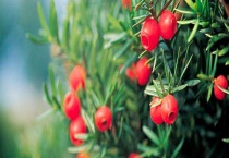 红豆杉结果需要几年 附养殖多久？