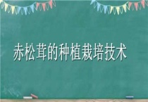 赤松茸的种植栽培技术