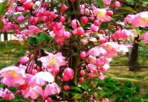 如何修复徒长的玉露