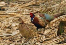 野鸡学名叫什么？