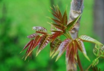 香椿树长什么样