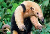 食蚁兽为什么不怕狮子