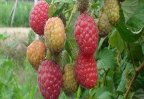 树莓结果需要几年 附树莓简介