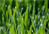 小麦出苗后死苗是什么原因？