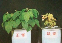 植物缺镁有什么症状