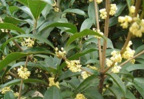 桂花树枯死抢救办法