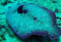 比目鱼是海鱼吗？