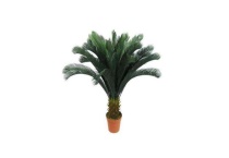 铁树砍头后多久能发芽