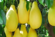 柚子酒怎么制作 制作柚子酒有哪些注意事项