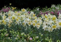 只开花不结果的植物有哪些？