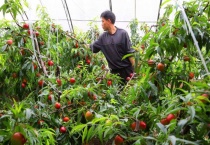 大棚油桃浇水的时间