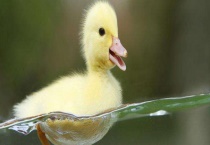 小鸭子的食物习性 喜欢吃什么青草饲料