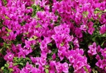 三角梅怎样牵引爬墙