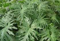 春羽和龟背竹的区别？